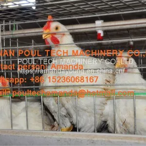 Saudi Arabia Broiler Farming A Frame Full Automatic Broiler Cage & Chicken Coop & Hot Galvanized Cage to Improve Meat Production thumbnail-3