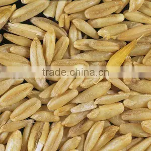 Organic Oats thumbnail-1