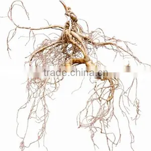 China Changbai Mountian Old Wild Ginseng Panax Roots Price thumbnail-3