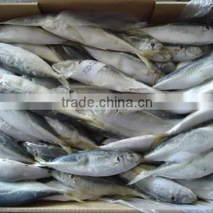 Good Quality Frozen Horse Mackerel for Sale 100-120 Pcs thumbnail-1