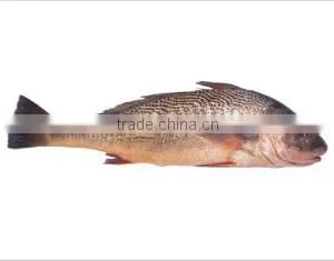 Frozen Yellow Croaker thumbnail-1