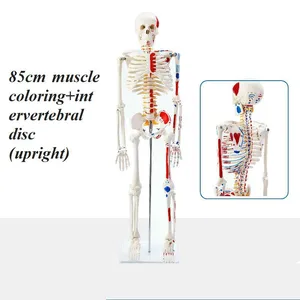Human Anatomical Model Medical Training Model Skeletal Model thumbnail-2