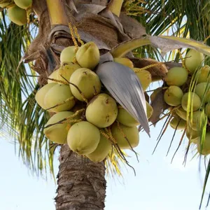 Coconut Water Processing Machine/coconut Juice Machine/coconut Milk Press thumbnail-5