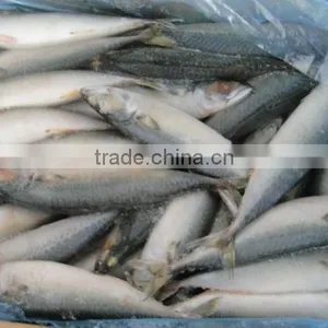 Canned Mackerel thumbnail-1