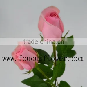 Single Stem Garden Direct Sale Fresh Nirvana From Yunnan thumbnail-4
