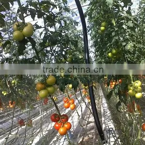 Bef Tomato thumbnail-4