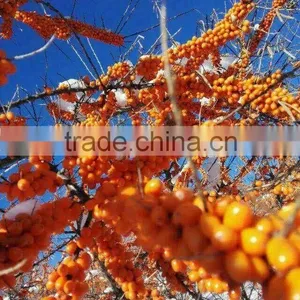 Plant Extract CO2 Supercritical Extract Seabuckthorn Fruit Oil thumbnail-4