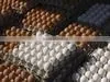 EGGS thumbnail-2