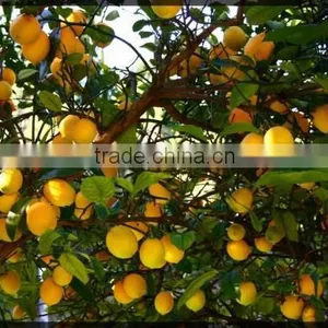 Lemon Tree thumbnail-1