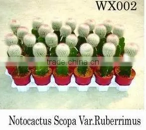 Decoration Cactus thumbnail-1