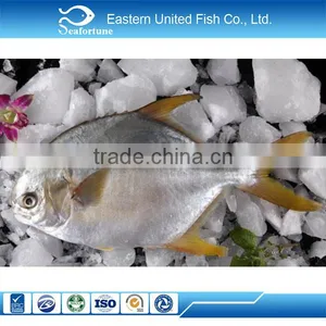 IQF Frozen Whole Round Golden Pomfret Fish thumbnail-1