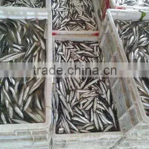Hot Sales Landing Frozen Anchovy thumbnail-4