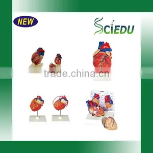 Human Heart Anatomical Model thumbnail-4