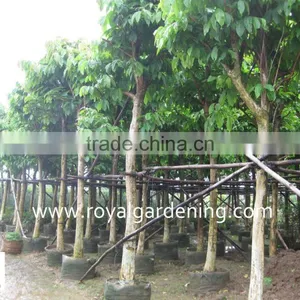 Lagerstroemia Speciosa Tropical Tree Dia 6-20cm,high 3-4m thumbnail-2