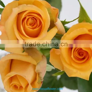 Holland Roses in 2016 Popular Gerbera Flowers Fresh Cut Flower From Kunming thumbnail-4