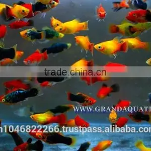 Platy Fish Farm For Sale / Ornamental Fish Exporter thumbnail-5