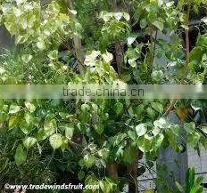 Ficus Racemosa Extract thumbnail-4
