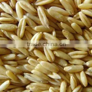 Oat thumbnail-1
