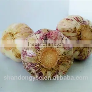 Wholesale Fresh Garlic China Garlic Price thumbnail-1