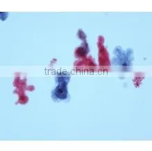 Amoebar Proteus Slides thumbnail-1