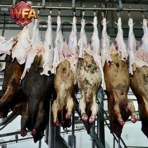 WFA Large Scale Cattle Slaughterhouse Equipment Cow Abattoir Machine Meat Processing Plants Turnkey Installation thumbnail-3