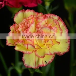 Good Quality Charming Bride Single Head Carnation Flower thumbnail-6