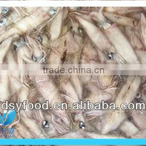 Frozen Whole Califorian Squid thumbnail-2
