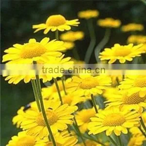 Golden Camomile , Anthemis Tinctoria Linn.,flower Seed,herb Seed,vegetalbe Seed,fruit Seed,grass Seed thumbnail-5
