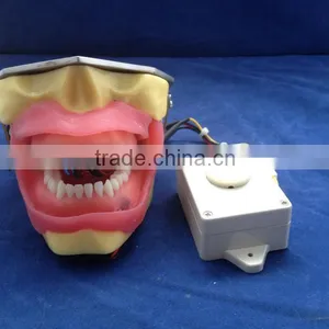 Conduction Anesthesia Model for Practice Extract and Anesthesia thumbnail-1