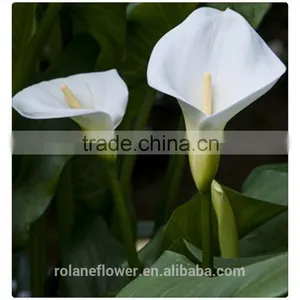 2016 Lastest Arriving High Quality Calla Lily Flower to Export thumbnail-3