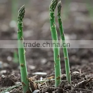 Canned Green Asparagus Tips and Cuts/Canned Food/Canned Vegetables thumbnail-4