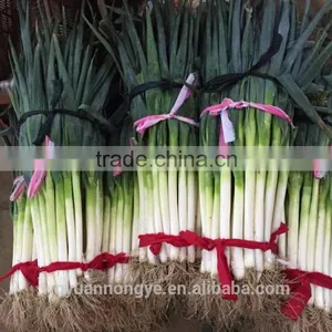 Green Onion thumbnail-2