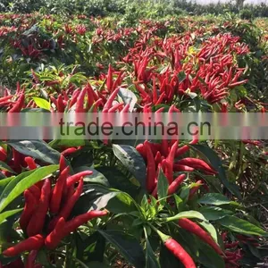 Hybrid F1 Pepper Seeds Hot Pepper Seeds for Growing-High Yield King thumbnail-2
