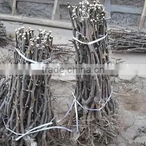 Date Trees Seedling thumbnail-4