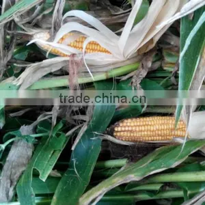Corn Silage thumbnail-5