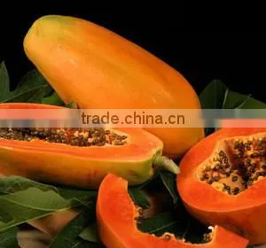 IQF Papaya thumbnail-1
