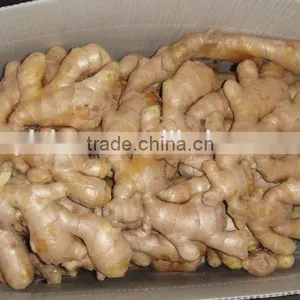 Chinese Fresh Air Dried Ginger thumbnail-3