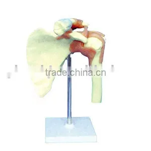 Big Shoulder Joint-functional Model thumbnail-1