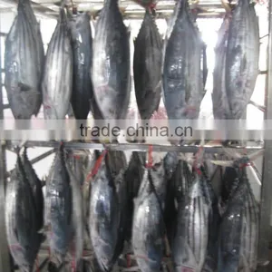 Frozen Skipjack Tuna thumbnail-1