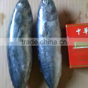 Frozen Bonito Tuna thumbnail-6