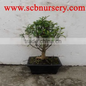 Zanthoxylum Bonsai Ball 20cm thumbnail-1