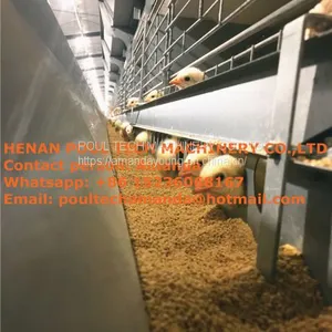 Qatar Chicken Shed With Poultry Cage for Chicken Feed for Brooding Chicks in Poultry Farming With Chicks Cage thumbnail-1