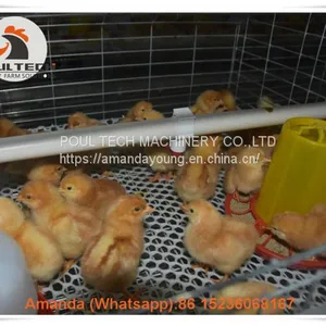 Selling Poultry Farming Baby Chick Cage & Automatic Small Chicken Cage & Pullet Coop With Feed Trough for 5000 Chicks in Chicken Shed in Colombia thumbnail-1