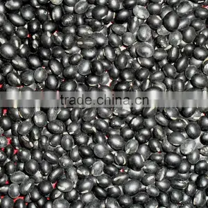 Organic Black Bean (green,yellow Kernel) thumbnail-3