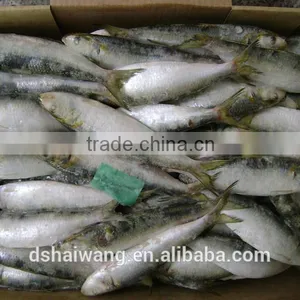 Frozen Sardine for Market thumbnail-3