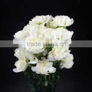 Best Quality Snow White Carnation Flowers Export thumbnail-2