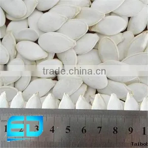 2015 Crop Pumpkin Seed thumbnail-1