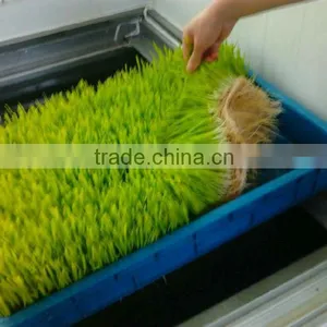 Hydroponics Animal Fodder Machinprofessional Automatic Oat Rooting Machine /bean Budding Machine/animal Fodder Sprouting Machine thumbnail-3