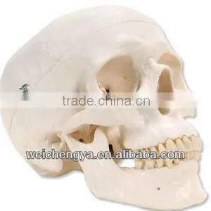 Classic Life-Size Skull Model thumbnail-1