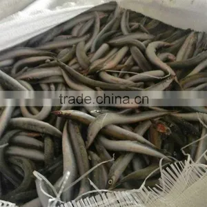 Frozen Sand Lance thumbnail-2
